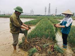 VIDEO: Nông dân Kinh Môn xuống đồng thu hoạch hành tỏi